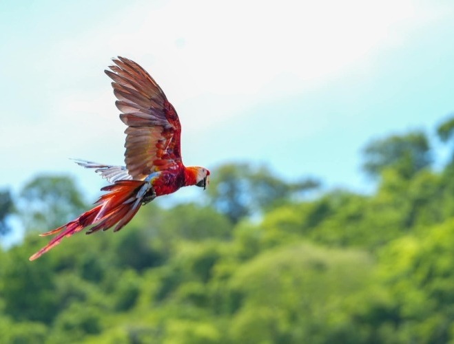 Copán celebra el Día Nacional de la Guacamaya Roja con la liberación de 14 aves y el Guacamaya Fest 2025